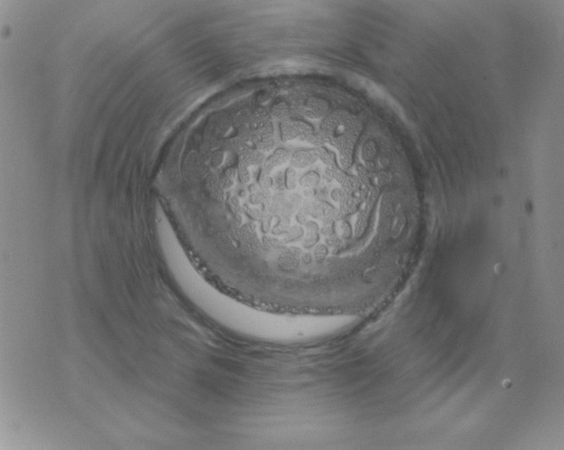 X0000075901217200610062109