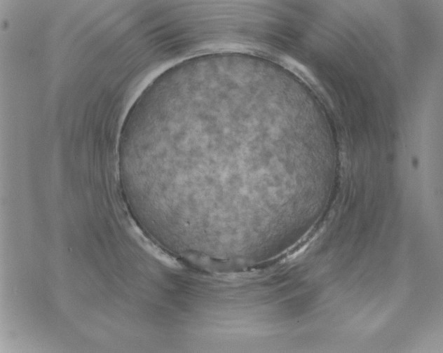 X0000075901236200610062110