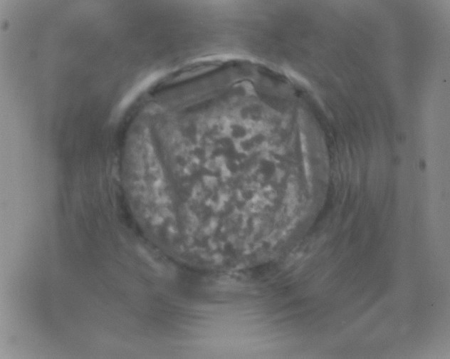 X0000075901255200610062109