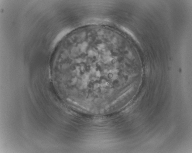 X0000075901267200610062109