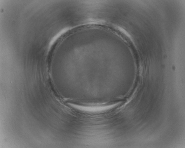 X0000075901310200610062108