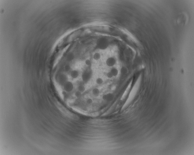 X0000075901356200610062107