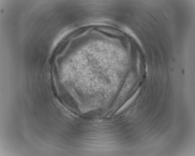 X0000075901360200610062107