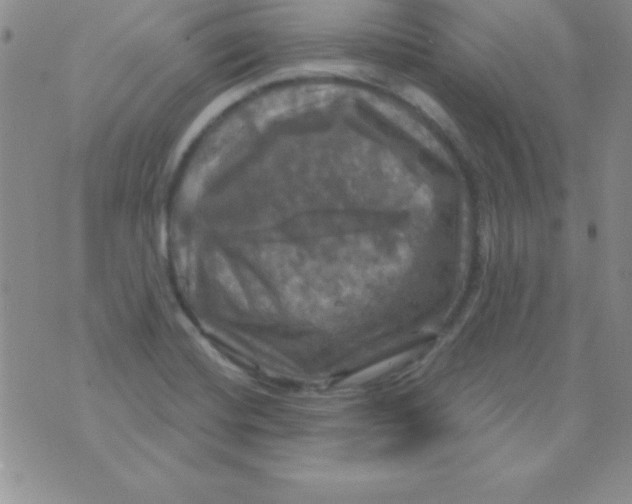 X0000075901420200610062106