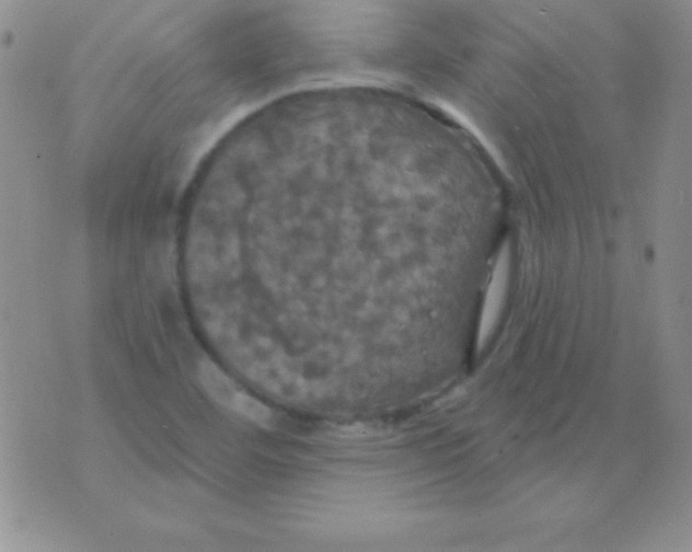 X0000075901460200610062106