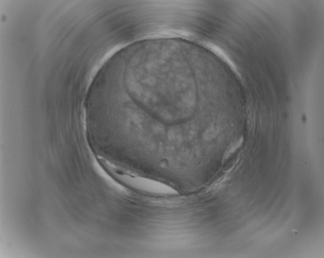 X0000075901476200610062105