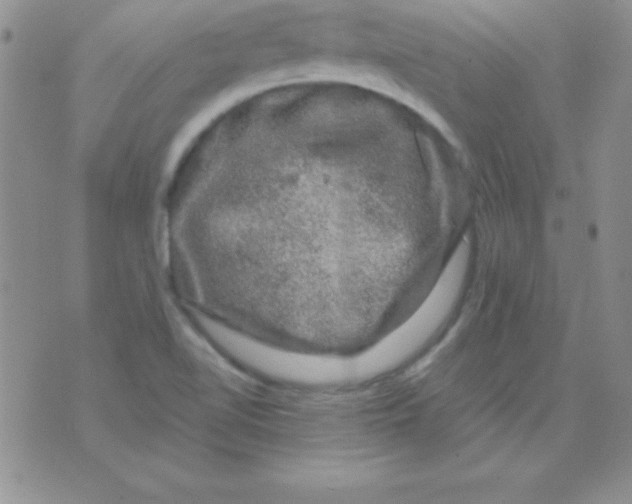 X0000075901510200610062105