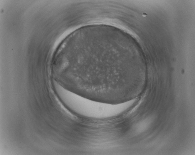 X0000075901517200610062105