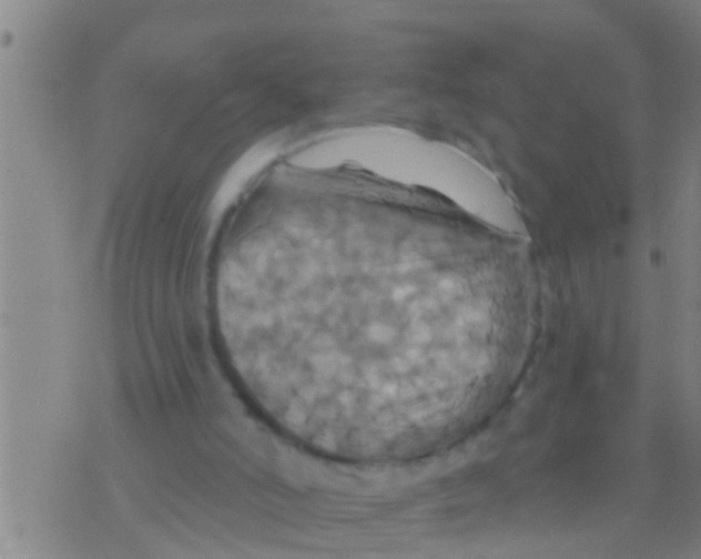 X0000075900006200610151828