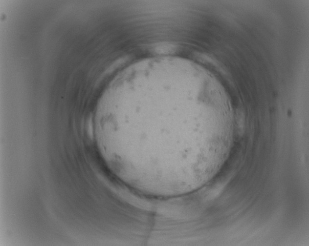 X0000075900028200610151827