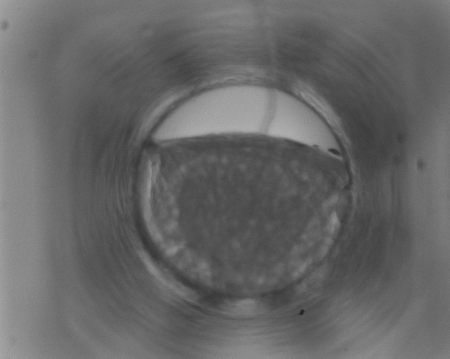 X0000075900058200610151826