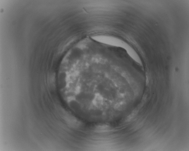 X0000075900066200610151826