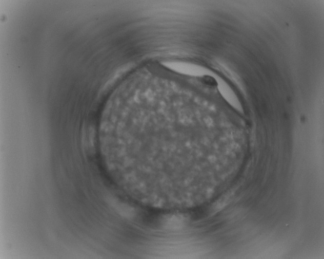 X0000075900115200610151826