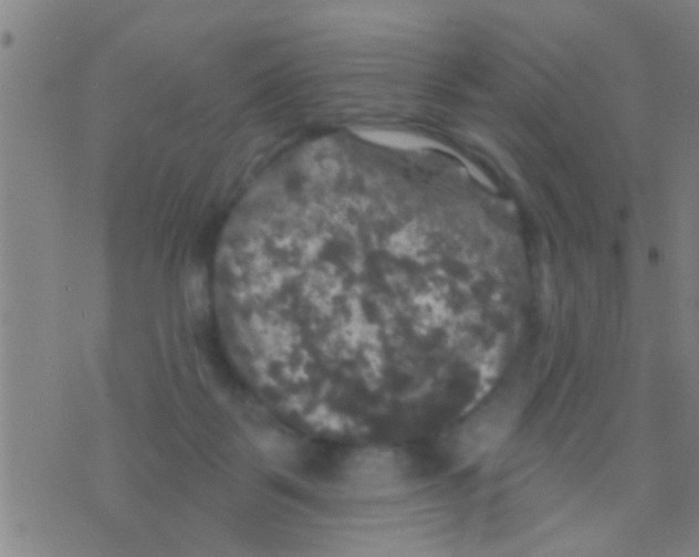 X0000075900123200610151826