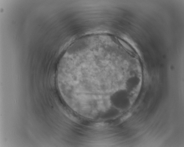 X0000075900153200610151825