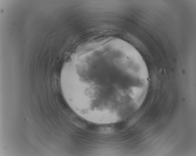 X0000075900169200610151825