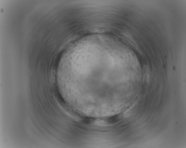 X0000075900171200610151825