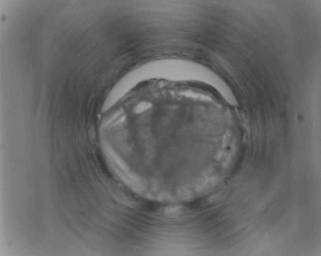 X0000075900173200610151825