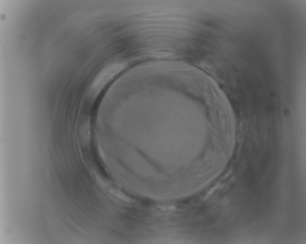 X0000075900194200610151825