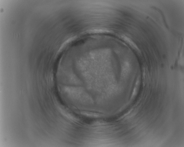 X0000075900207200610151824