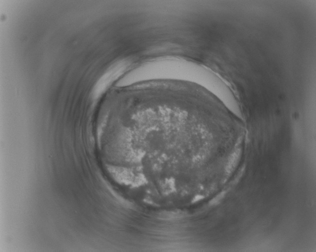 X0000075900245200610151823