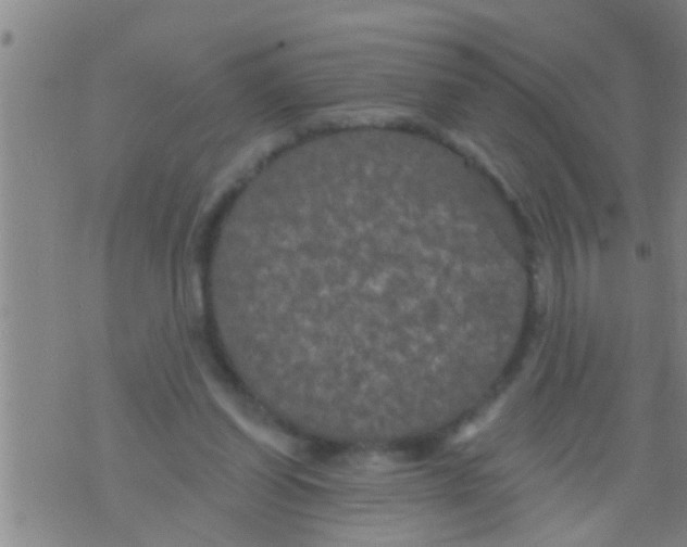 X0000075900254200610151823