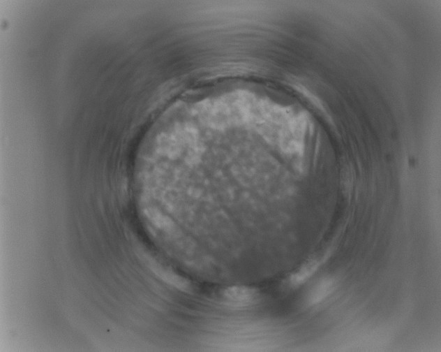 X0000075900261200610151823