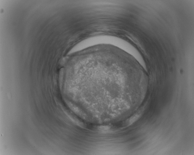 X0000075900265200610151823