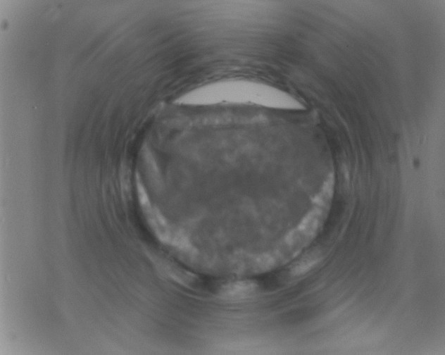 X0000075900274200610151824