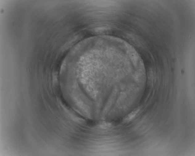 X0000075900278200610151824