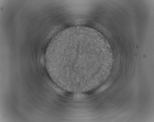 X0000075900336200610151822