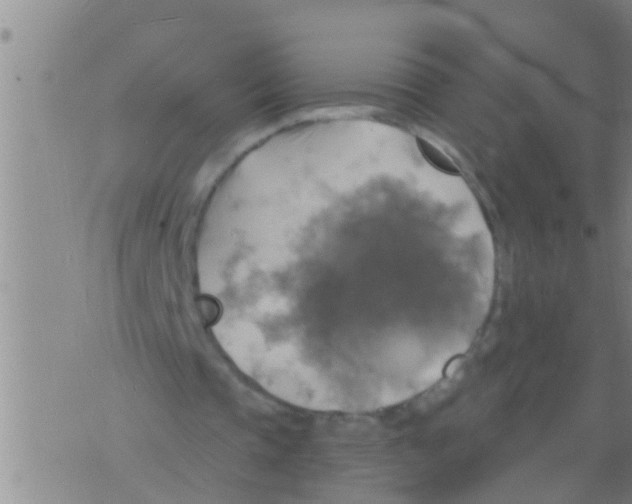 X0000075900337200610151821