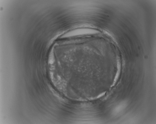 X0000075900345200610151822