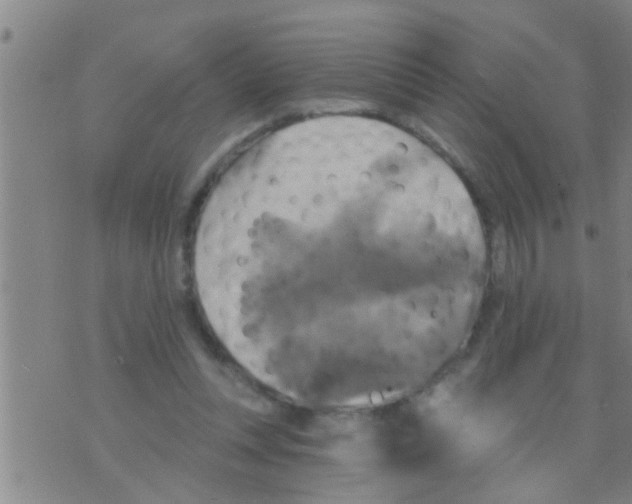 X0000075900351200610151822