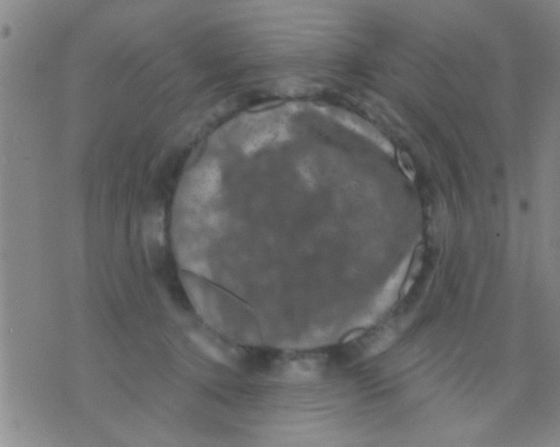 X0000075900368200610151822