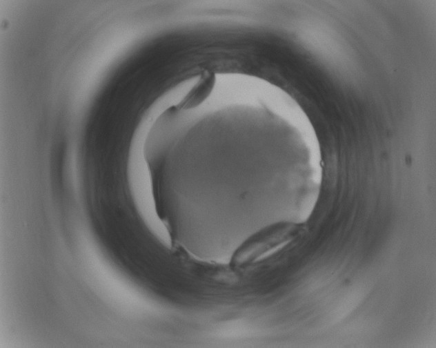 X0000075900383200610151822