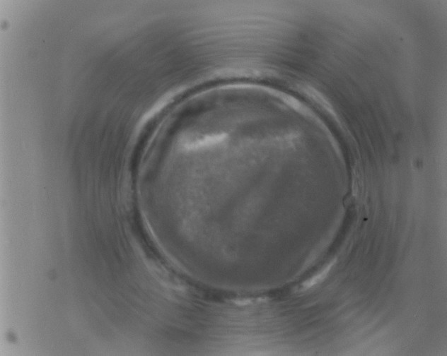 X0000075900388200610151821