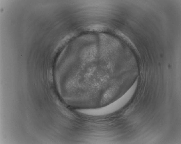 X0000075900403200610151821