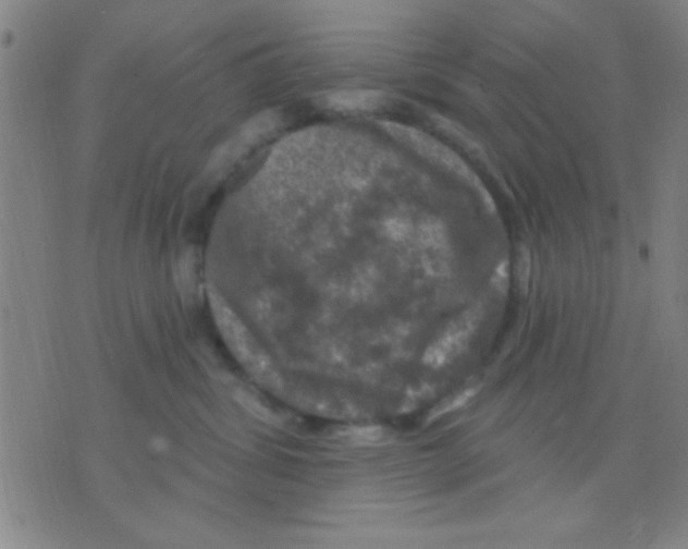 X0000075900428200610151821