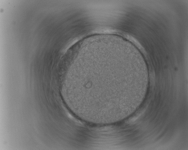 X0000075900433200610151820