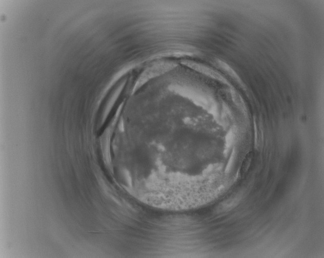 X0000075900435200610151820