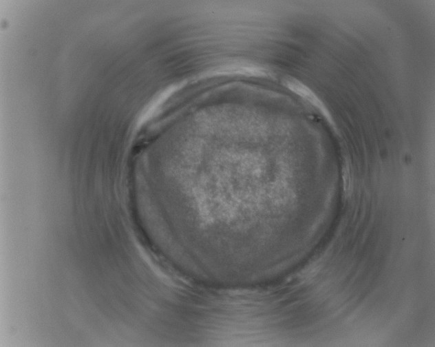 X0000075900436200610151820