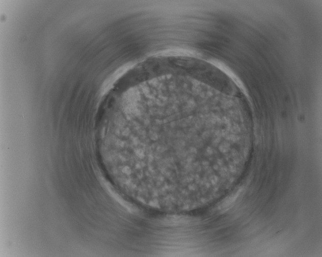 X0000075900437200610151820