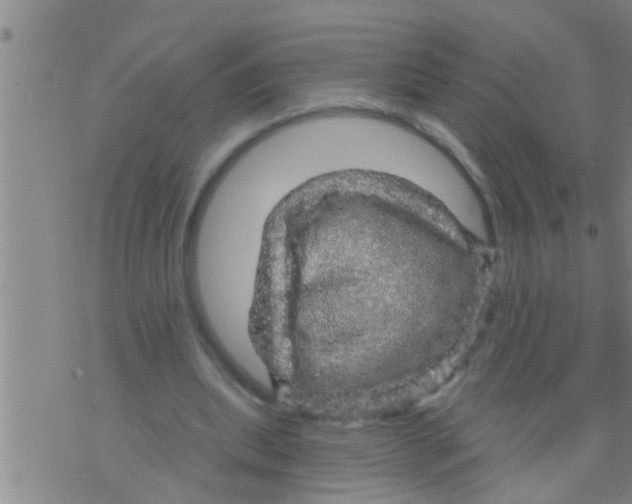 X0000075900439200610151820