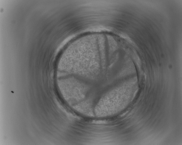 X0000075900440200610151820