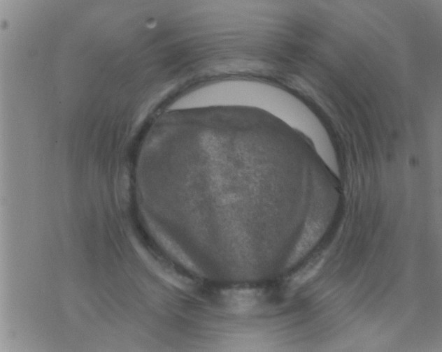 X0000075900448200610151820