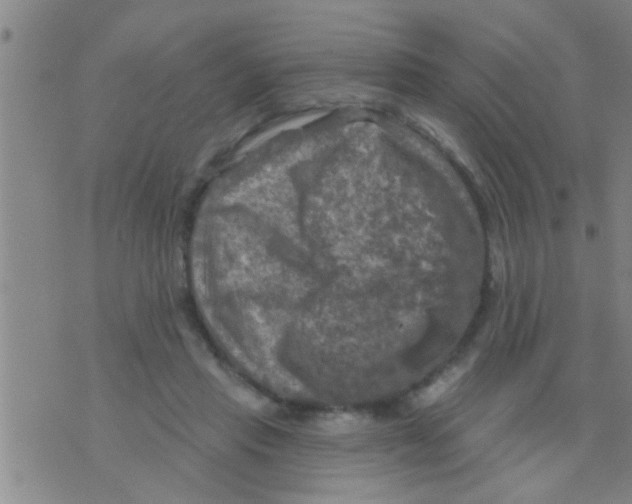 X0000075900453200610151820