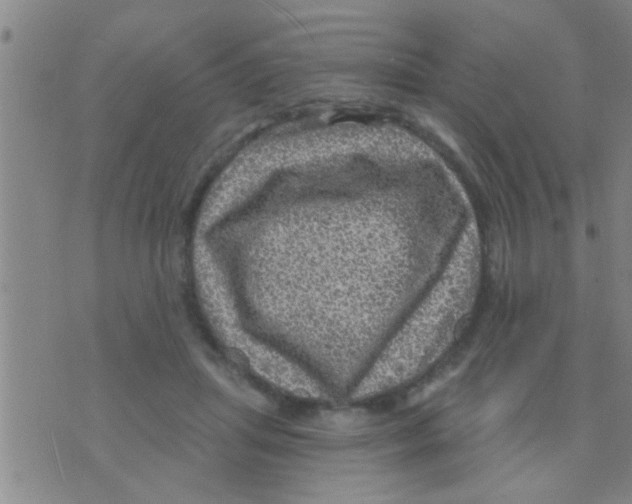 X0000075900455200610151820