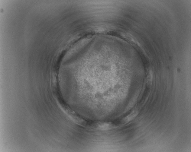 X0000075900456200610151820