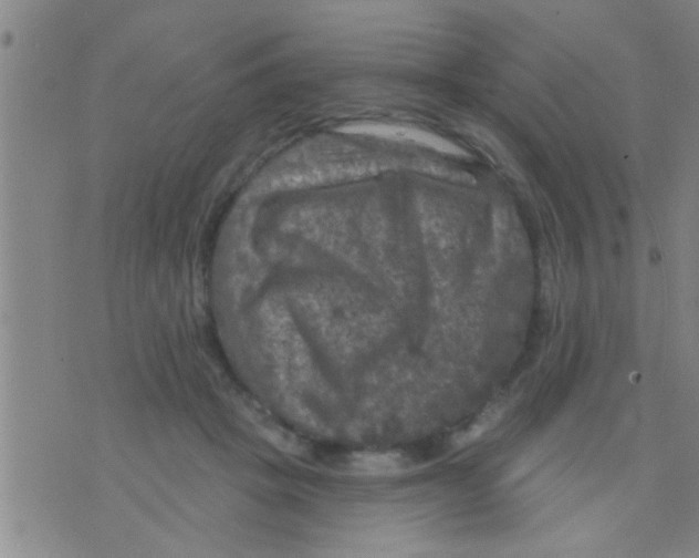 X0000075900457200610151820